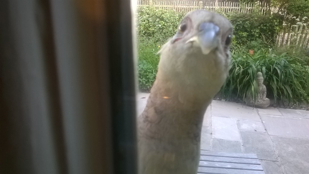selfseeding's tweet photo. This is getting ridiculous! #watched #kitchenwindowsill https://t.co/m7FnQrMPLR