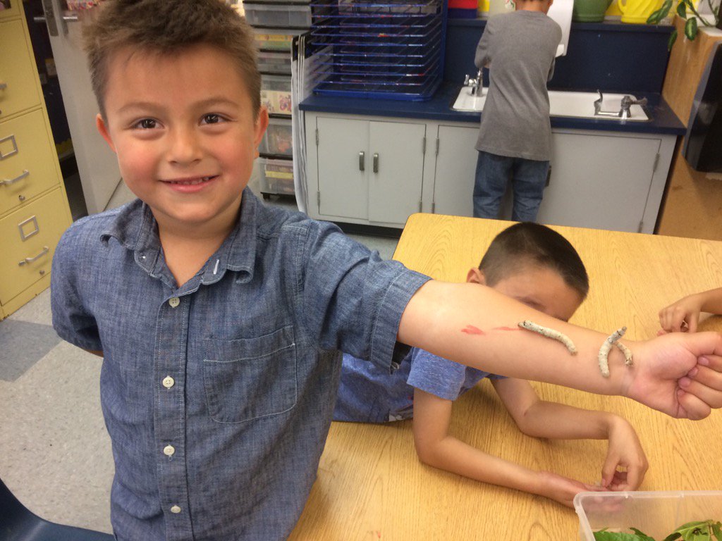 CowashB's tweet photo. Silkworms are growing and exploring in TK! https://t.co/IOzcAUd3bn