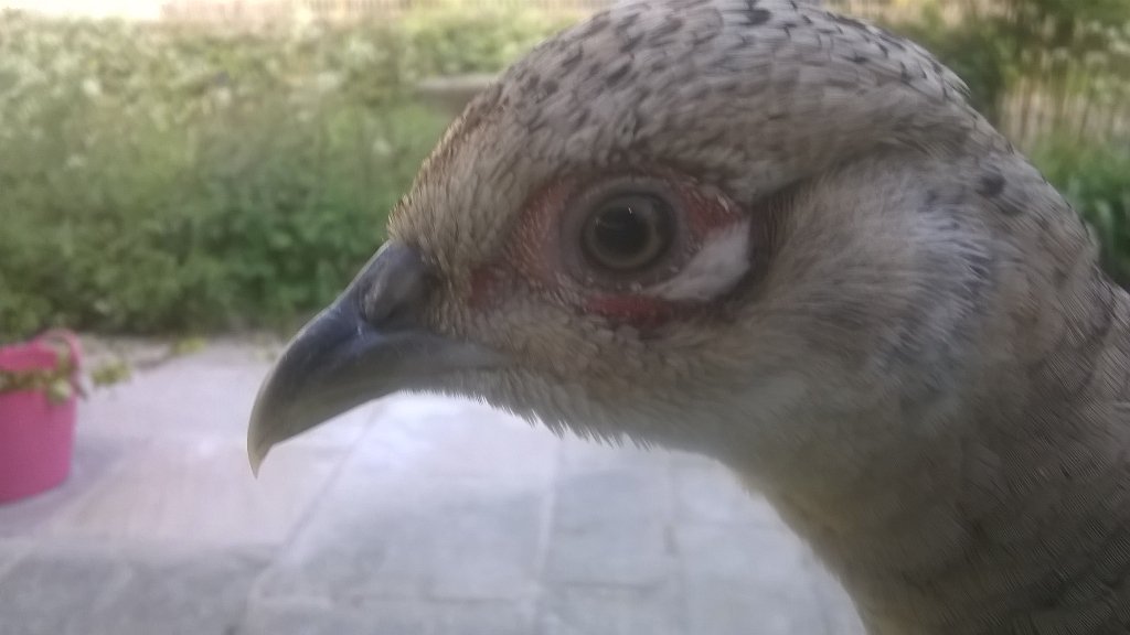 selfseeding's tweet photo. This is getting ridiculous! #watched #kitchenwindowsill https://t.co/m7FnQrMPLR