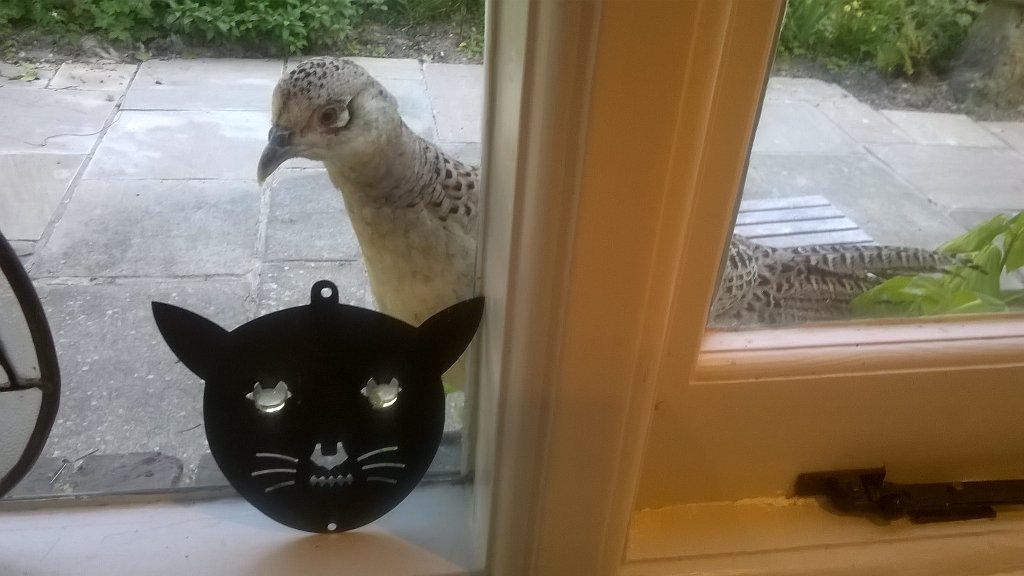 selfseeding's tweet photo. This is getting ridiculous! #watched #kitchenwindowsill https://t.co/m7FnQrMPLR