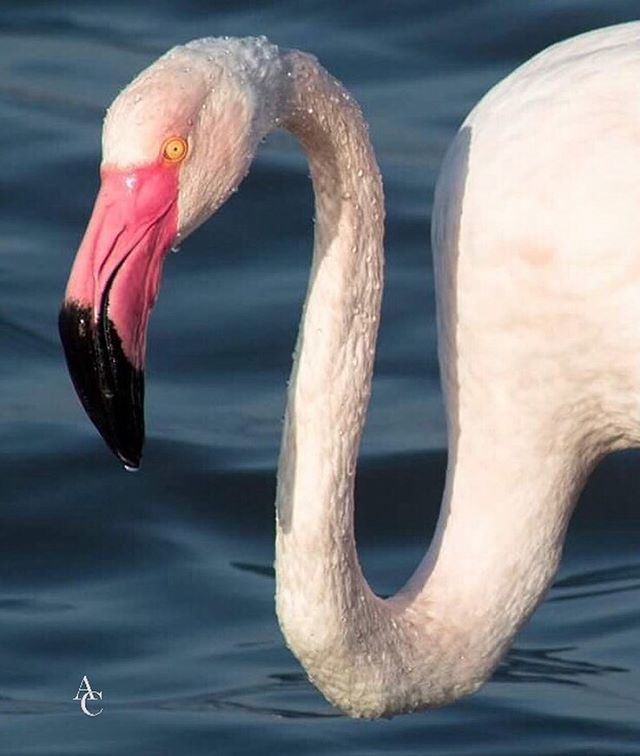 SardegnaAlMare's tweet photo. Grazie a @andrea.cogoni_sardinia per aver usato il nostro hashtag #SardegnaAlMare:
Sardinia❤️ Quanto è bello questo #fenicottero ?😍 #parcom… https://t.co/cwbDkzGX0M