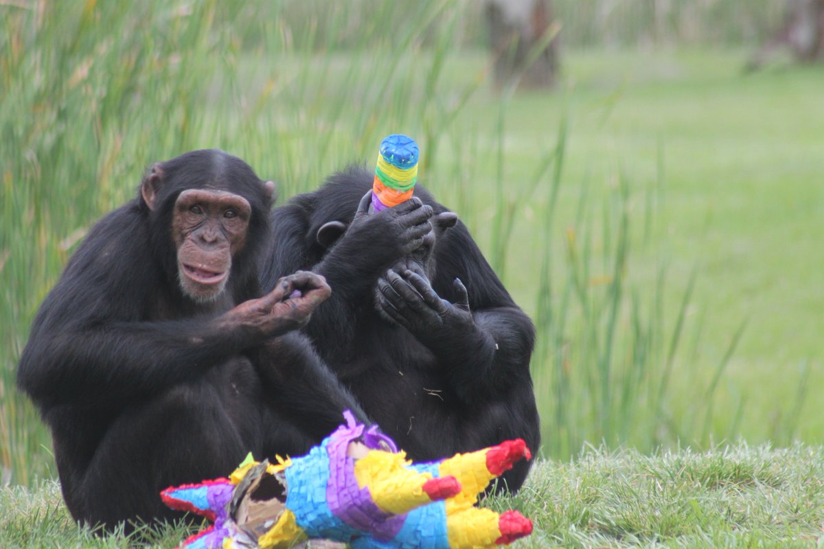 SaveTheChimps's tweet photo. It's almost time to celebrate! Sponsor a Chimpo De Mayo party by visiting: https://t.co/047OHzsm3A
#ChimpoDeMayo #ChimpParty https://t.co/MD07zvOkdZ
