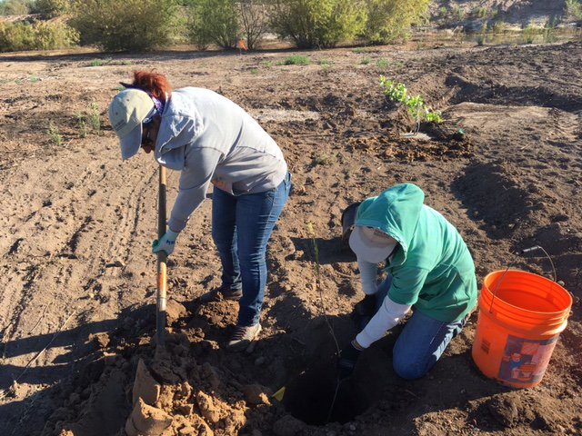 CORiverDelta's tweet photo. It's planting time in the #CORiver Delta! We are removing exotic #saltcedar and planting #native trees to restore critical wildlife habitat! https://t.co/0KuONh1nzz