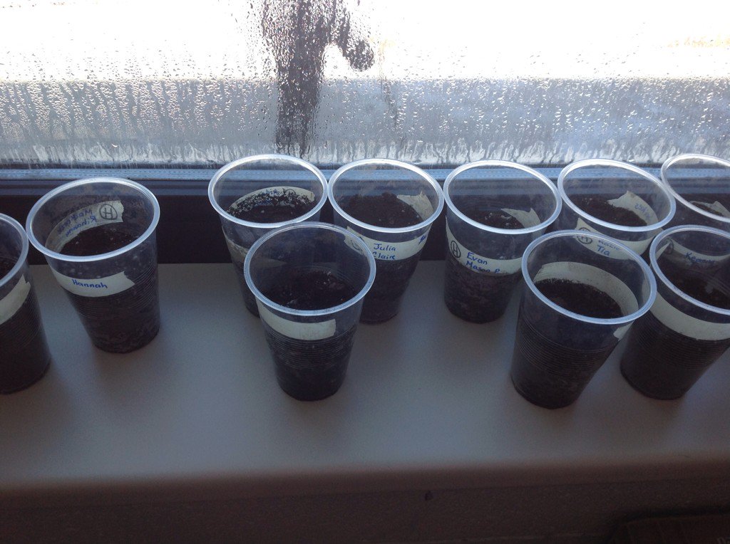 GradeThrees's tweet photo. Some picture of out #Tomatosphere project.@MatthewRocks2 @LetsTalkScience https://t.co/L1J9okUDGs