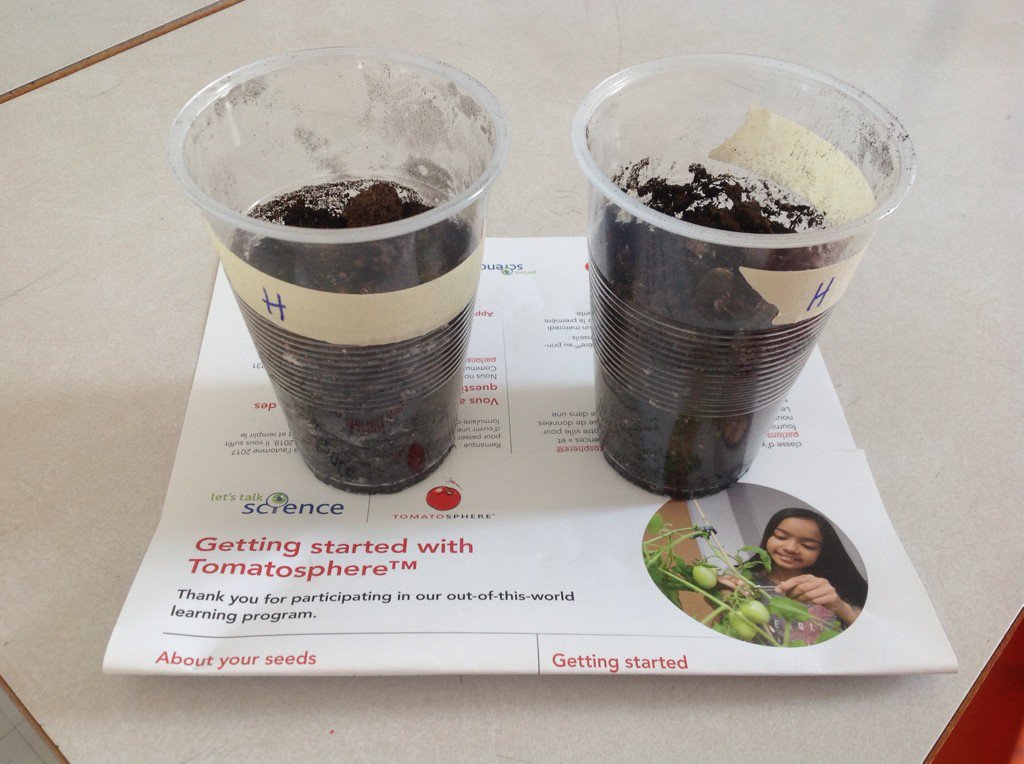 GradeThrees's tweet photo. Some picture of out #Tomatosphere project.@MatthewRocks2 @LetsTalkScience https://t.co/L1J9okUDGs