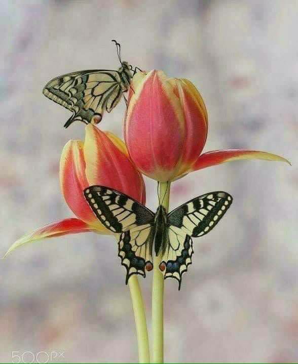 planterose03's tweet photo. @Claudin53662834 @amoloslobos @crystalflash725 @Virgini64079572 @nubia_lanuza @Blackwolf_1614 @TouchMyTweets  https://t.co/Qi0danZSxd