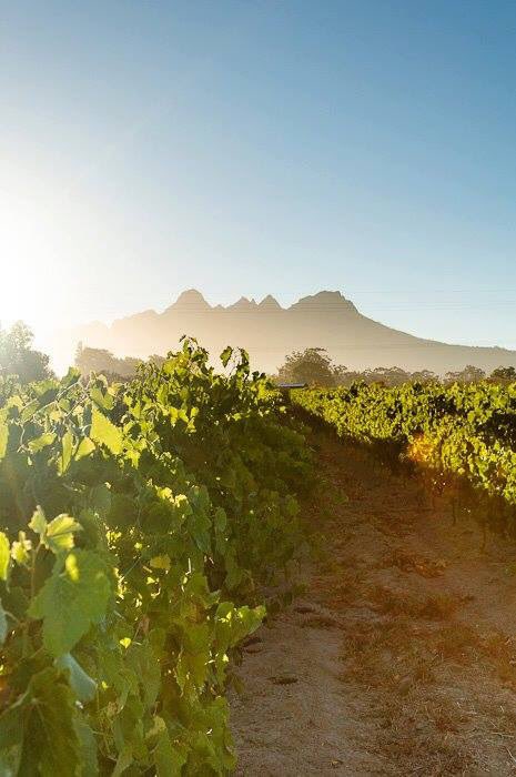 Shiraz_SA's tweet photo. @KleinWelmoed Home of Foothills Vineyards &amp; Olives on the outskirts of #Stellenbosch offers luxurious self-catering/B&amp;B &amp; awedding venue! https://t.co/CYOFaIset1