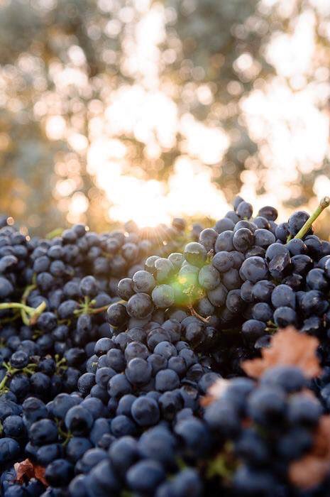 Shiraz_SA (@shiraz_sa) on Twitter photo <a href="/KleinWelmoed/">Klein Welmoed</a> Home of Foothills Vineyards & Olives on the outskirts of #Stellenbosch offers luxurious self-catering/B&B & awedding venue! <a href="/KleinWelmoed/">Klein Welmoed</a> Home of Foothills Vineyards & Olives on the outskirts of #Stellenbosch offers luxurious self-catering/B&B & awedding venue!
