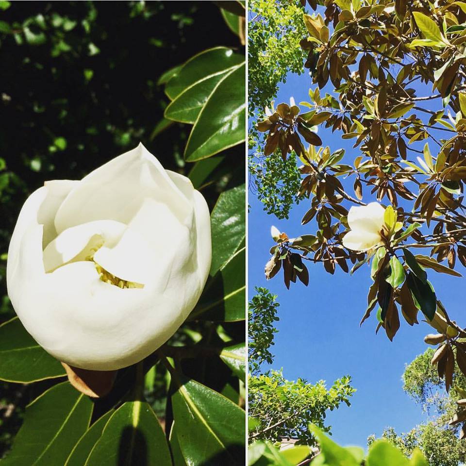 AudubonCottages's tweet photo. The claw
Of the magnolia,
Drunk on its own scents,
Asks nothing of life.
— Sylvia Plath
#magnolias #nola #frenchquarter #spring https://t.co/JXNbLBYQlZ