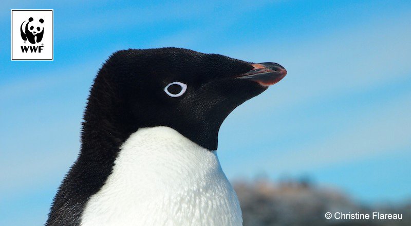 SolangeGho's tweet photo. It’s #WorldPenguinDay! #DYK that penguins form the biggest group of flightless birds? RT... https://t.co/XJEb1u9kJZ by #WWF via @c0nvey https://t.co/tWZIM4xMSD