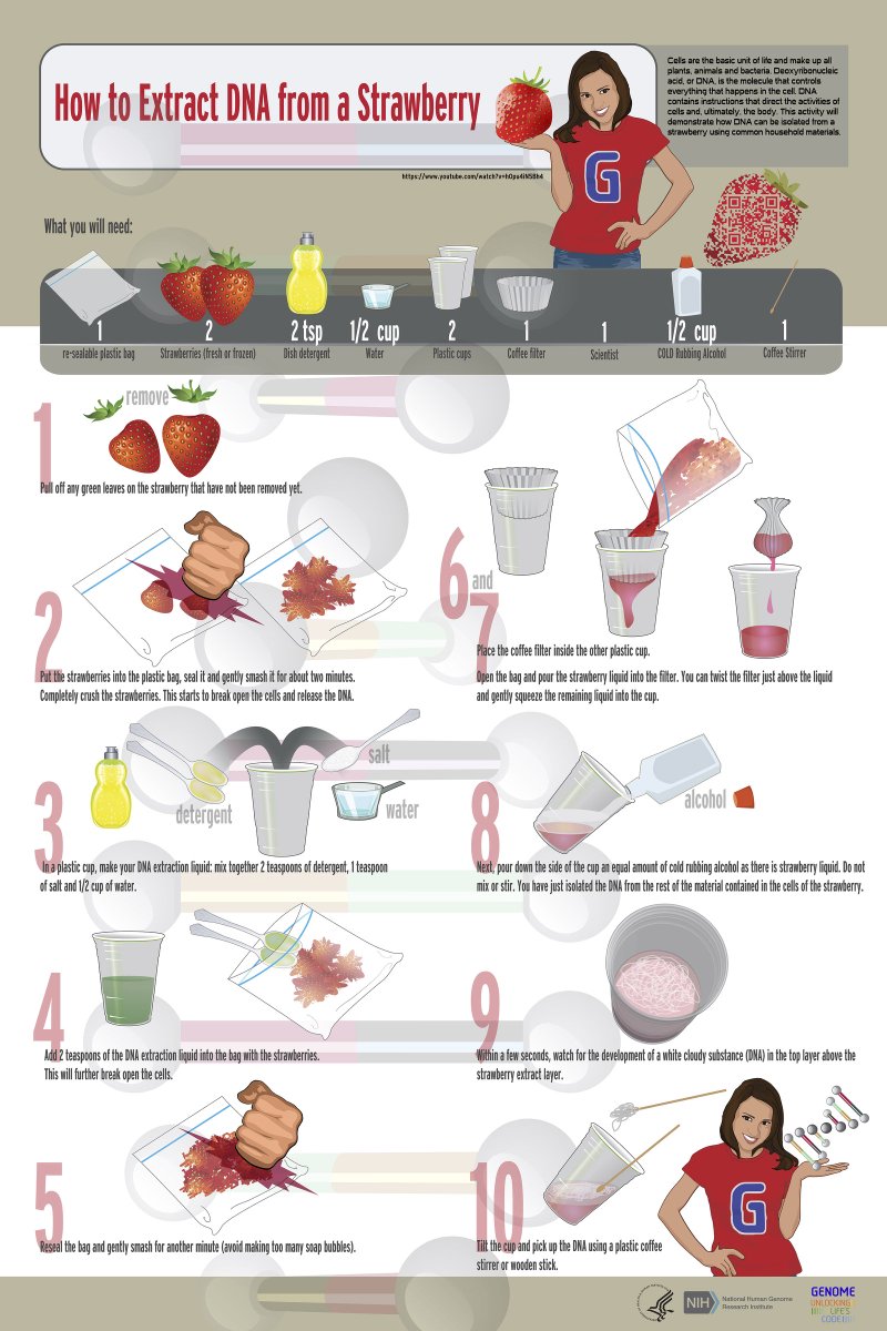 GeneticCouns's tweet photo. A8: Lots of kits where kids (of all ages) can extract their DNA. Or do it at home with this cool @genome_gov experiment! ^ER #DNADayChat https://t.co/gCmgtzFE4y