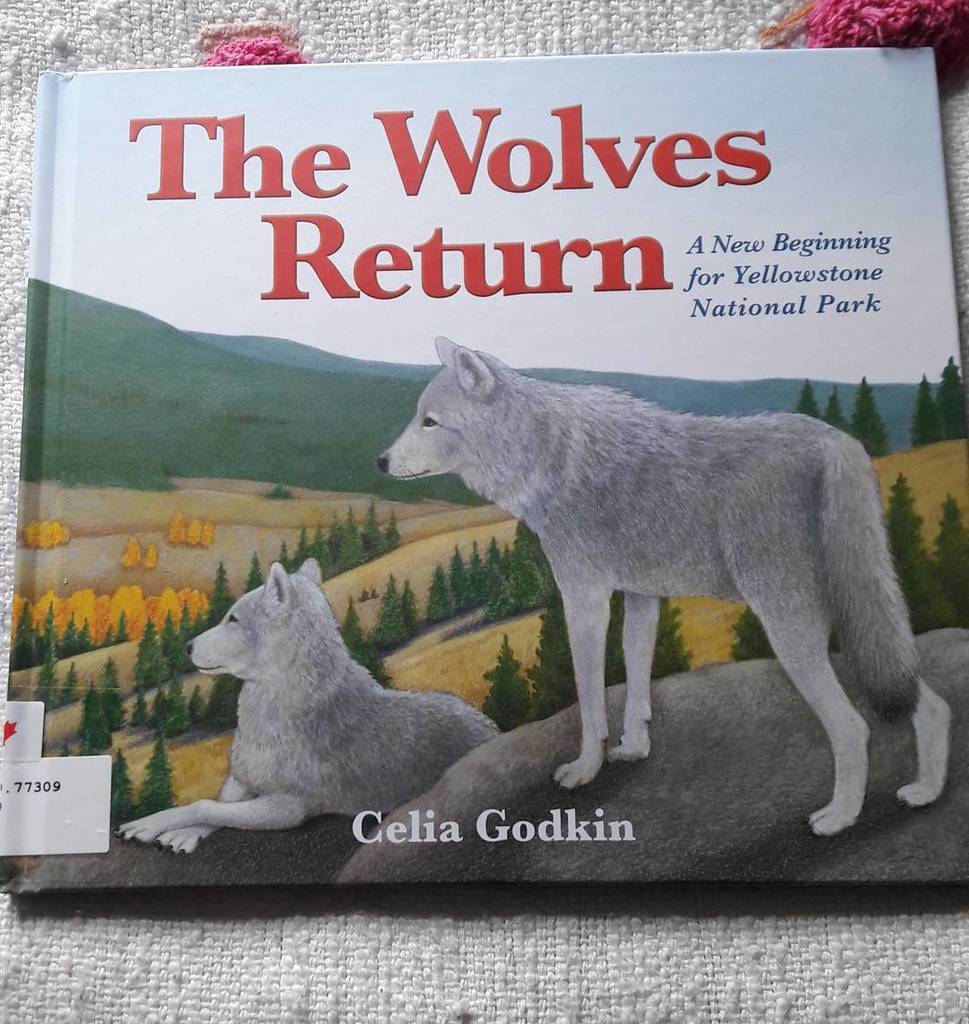 BrendonCAllen's tweet photo. A great intro to interconnectivity with an ecosystem. #TheWolvesReturn by #CeliaGodkin. #loveyourlibrary https://t.co/ADRDDx45to https://t.co/4nNX1OrAlY