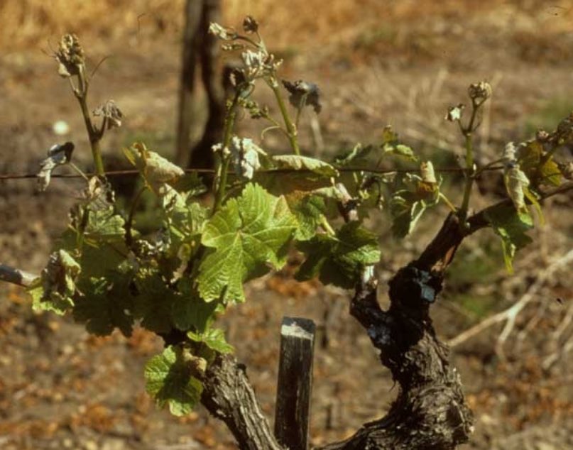 StatistikValais's tweet photo. https://t.co/klAzoMUKAB

Le #vignoble #valaisan serait #détruit par le #gel à hauteur de 40%. La destruction des #abricotiers serait de 60%. https://t.co/YuZ2BAf2xJ