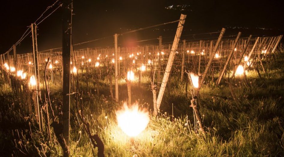 StatistikValais's tweet photo. https://t.co/klAzoMUKAB

Le #vignoble #valaisan serait #détruit par le #gel à hauteur de 40%. La destruction des #abricotiers serait de 60%. https://t.co/YuZ2BAf2xJ