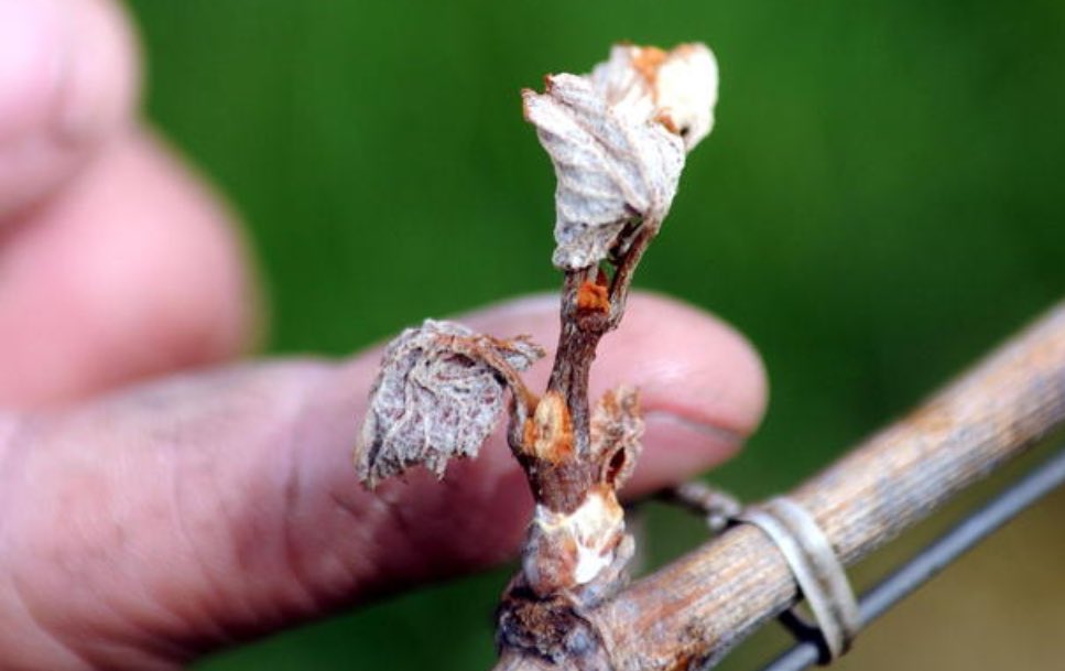 StatistikValais's tweet photo. https://t.co/klAzoMUKAB

Le #vignoble #valaisan serait #détruit par le #gel à hauteur de 40%. La destruction des #abricotiers serait de 60%. https://t.co/YuZ2BAf2xJ
