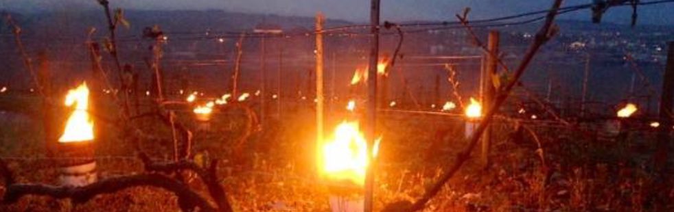 StatistikValais's tweet photo. https://t.co/klAzoMUKAB

Le #vignoble #valaisan serait #détruit par le #gel à hauteur de 40%. La destruction des #abricotiers serait de 60%. https://t.co/YuZ2BAf2xJ