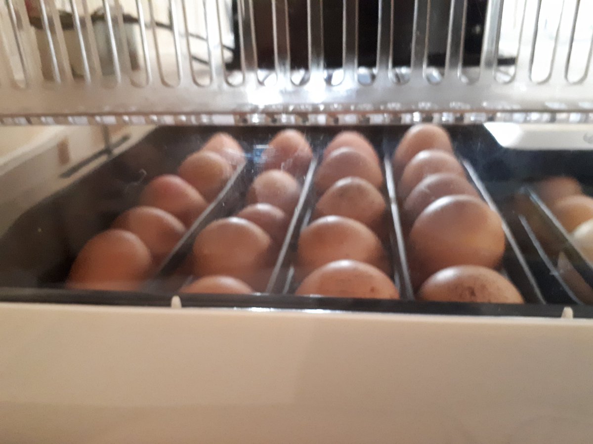 UlrikaBacka's tweet photo. Massa bullar i ugnen. Två nya rashöns ska in i flocken. https://t.co/v7eIjYSe2z