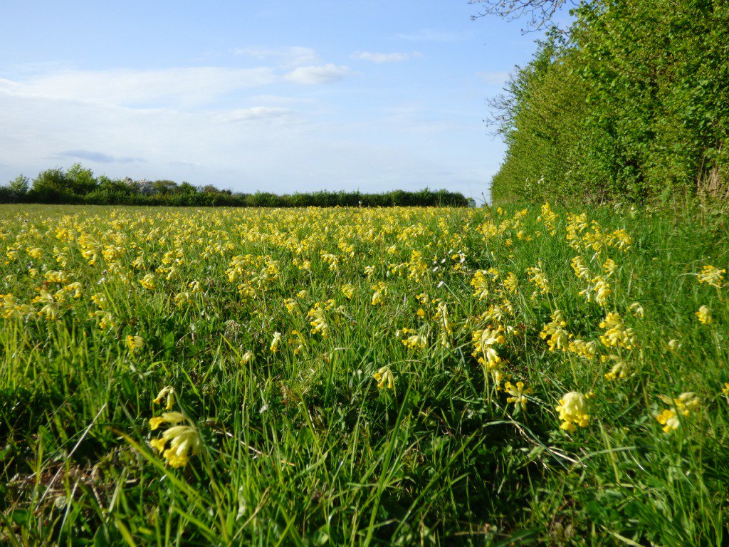 lovethelevels's tweet photo. A few more from the wonderful #cowslip meadow near Long Sutton looked after by @UptonBridgeFarm #SomersetLevels @BSBIbotany @Love_plants https://t.co/ckNqMeon4n