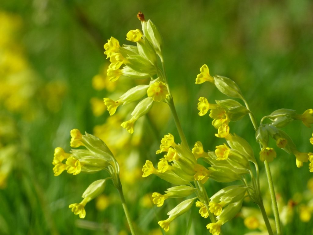 A few more from the wonderful #cowslip meadow near Long Sutton looked after by <a href="/UptonBridgeFarm/">Upton Bridge Farm</a> #SomersetLevels <a href="/BSBIbotany/">BSBI: Botanical Society of Britain & Ireland</a> <a href="/Love_plants/">Plantlife</a>