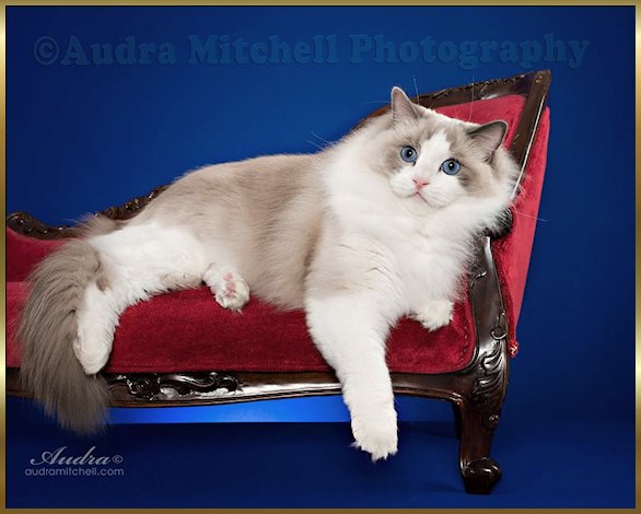 Bostoncatshow's tweet photo. @mydorchester Boston International Cat Show presenting Cats and Kittens pussy-footing around April 28-30 Boston Teachers Union. Come join us https://t.co/rmlYV43mFr