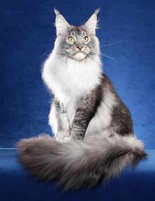Bostoncatshow's tweet photo. @mydorchester Boston International Cat Show presenting Cats and Kittens pussy-footing around April 28-30 Boston Teachers Union. Come join us https://t.co/rmlYV43mFr