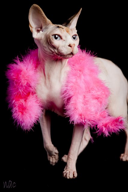 Bostoncatshow's tweet photo. @mydorchester Boston International Cat Show presenting Cats and Kittens pussy-footing around April 28-30 Boston Teachers Union. Come join us https://t.co/rmlYV43mFr
