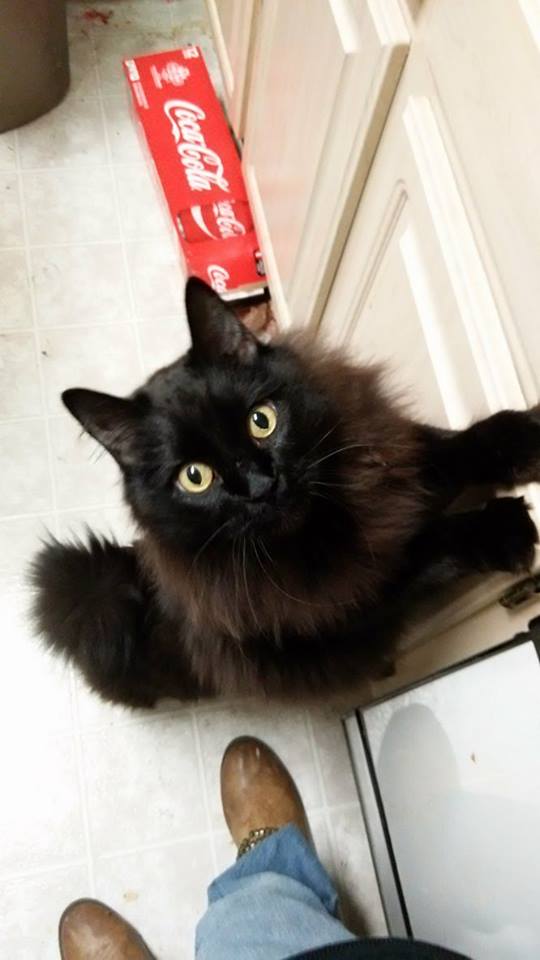 miles_yagami's tweet photo. My baby
#gaara #cymric #cat #cute #animal #CuteAnimals #kitty #baby #tailesscat #blackcat #love https://t.co/vDTYGOMwAI