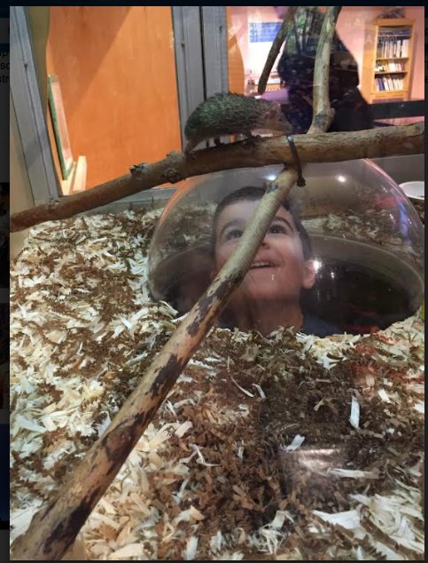 liljaschool's tweet photo. Check out these photos from the Grade 1 trip to the planetarium. https://t.co/siOO5JW8lT