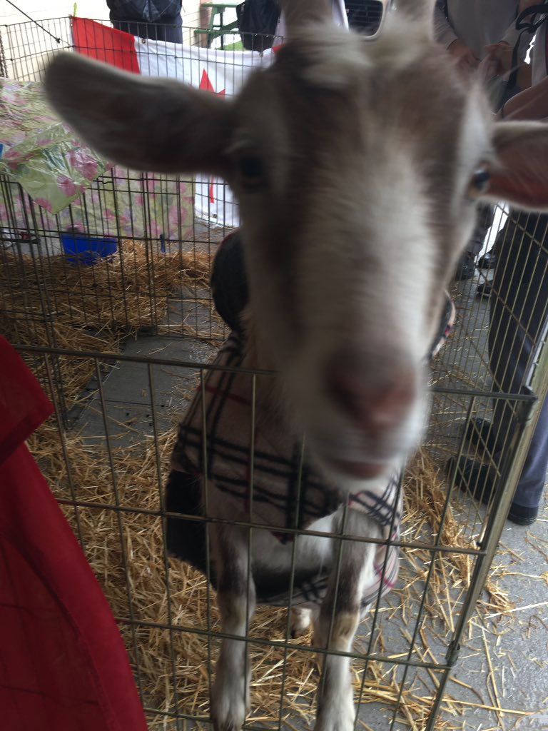 loreana_dibiase's tweet photo. So there was a goat at Carter today.... https://t.co/XosKxZWcJS