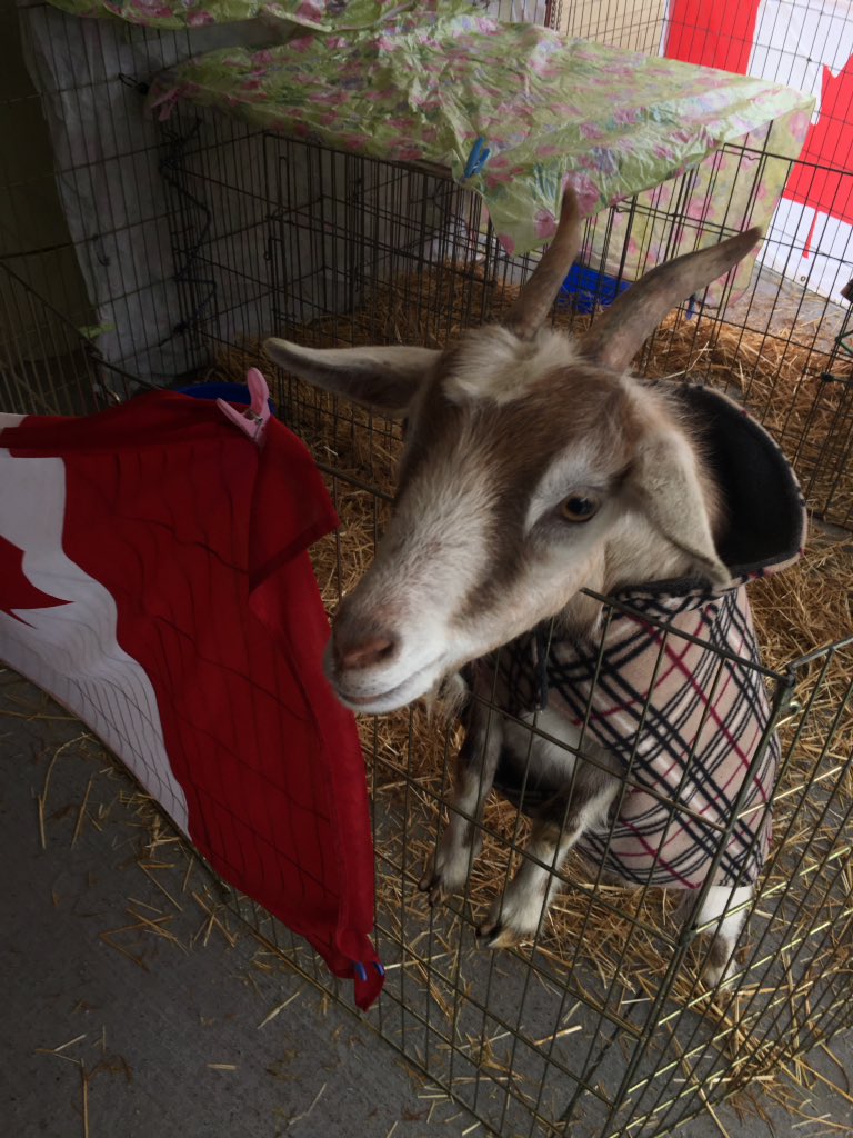 loreana_dibiase's tweet photo. So there was a goat at Carter today.... https://t.co/XosKxZWcJS