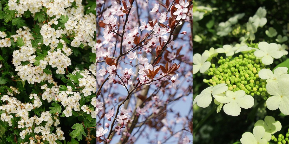 PerrieHale's tweet photo. Hedging plants available for spring planting! Order at https://t.co/VQJvoGhCoZ https://t.co/ZIidwMJLdi