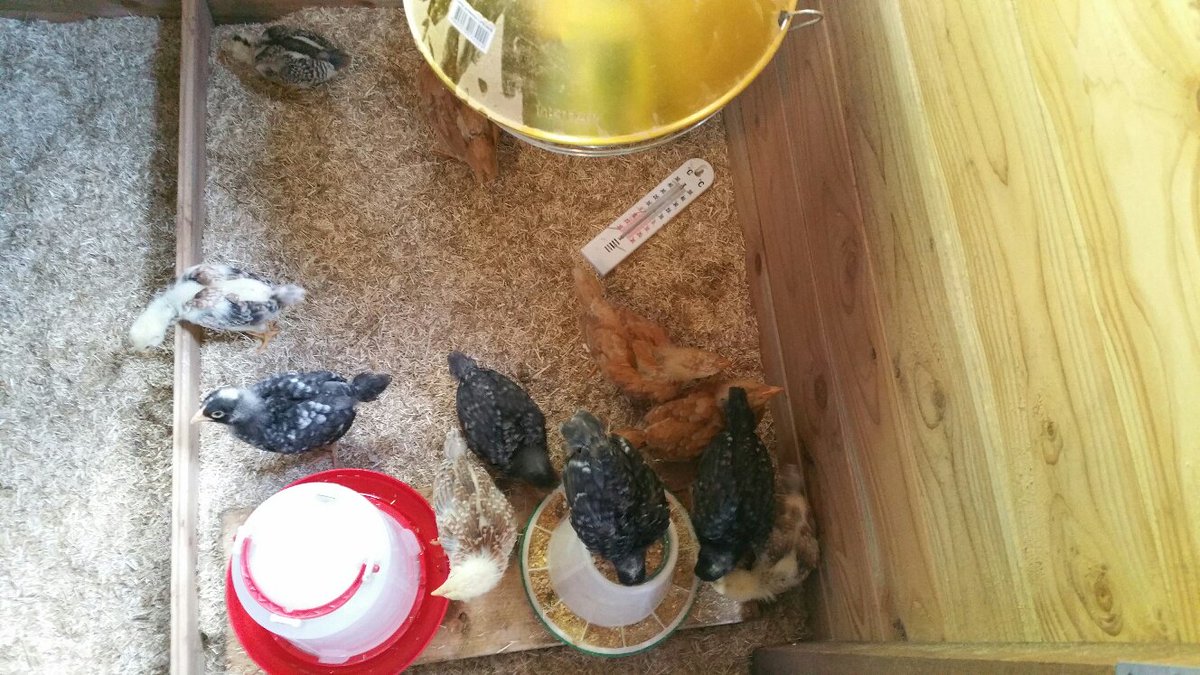 JakoSurink's tweet photo. Nieuw op het @WijkbedrSelwerd Kuiken knuffelen, de Wereldboerderij heeft een keuze uit diverse kleuren. https://t.co/PfxjS7DikL