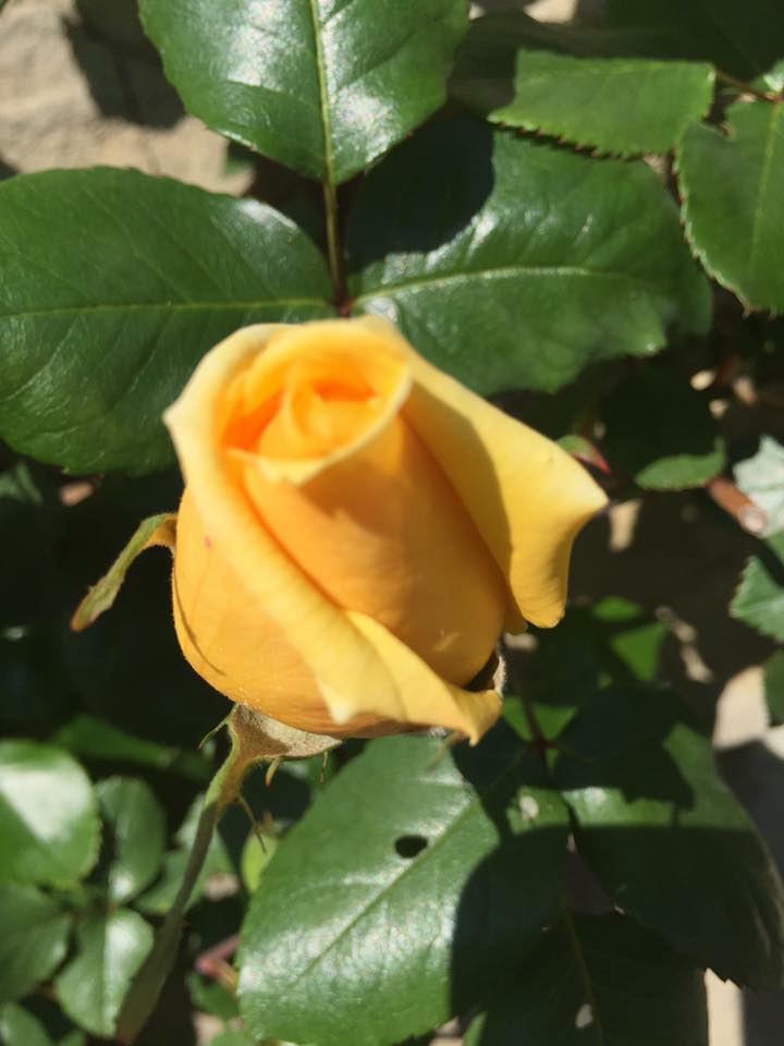 TriesteSocial's tweet photo. A #Trieste, con le rose del @ParcoSGiovanni, respiriamo aria di primavera. Bellezze uniche!

#TriesteSocial | ph @7sofficisoffi https://t.co/FC5RTq1Ce0