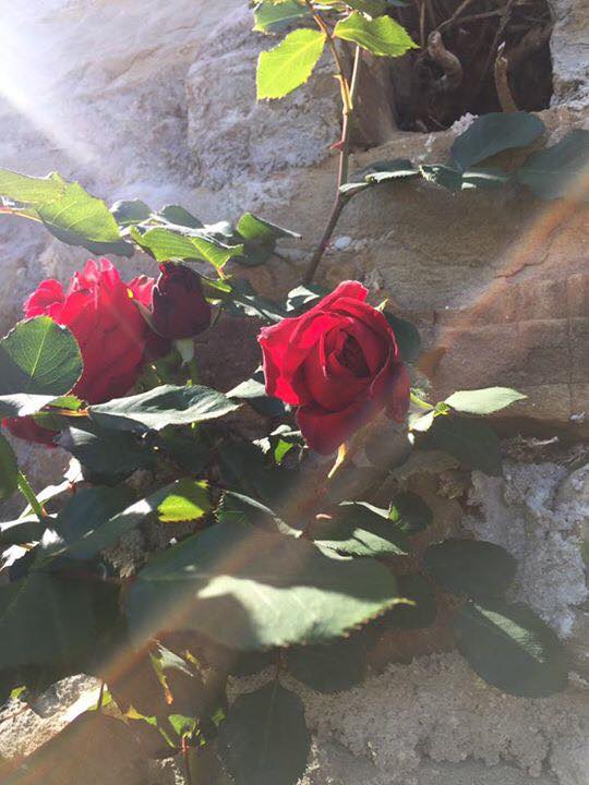 TriesteSocial's tweet photo. A #Trieste, con le rose del @ParcoSGiovanni, respiriamo aria di primavera. Bellezze uniche!

#TriesteSocial | ph @7sofficisoffi https://t.co/FC5RTq1Ce0