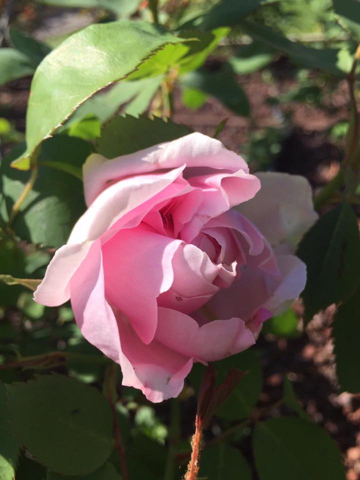 TriesteSocial's tweet photo. A #Trieste, con le rose del @ParcoSGiovanni, respiriamo aria di primavera. Bellezze uniche!

#TriesteSocial | ph @7sofficisoffi https://t.co/FC5RTq1Ce0