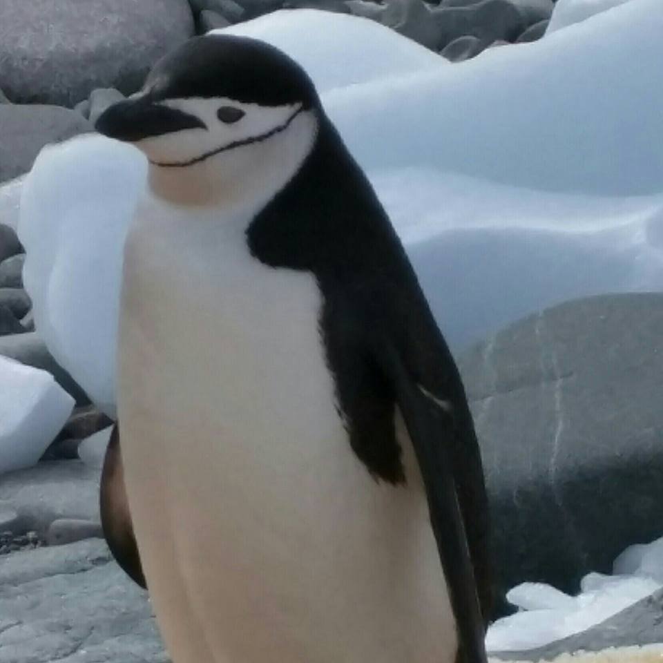 deshrager's tweet photo. HAPPY WORLD PENGUIN DAY! @WorldPenguinDay #Chinstrap #BaileyHead #Antarctica #Penguins @LindbladExp https://t.co/4z2fbzviD9