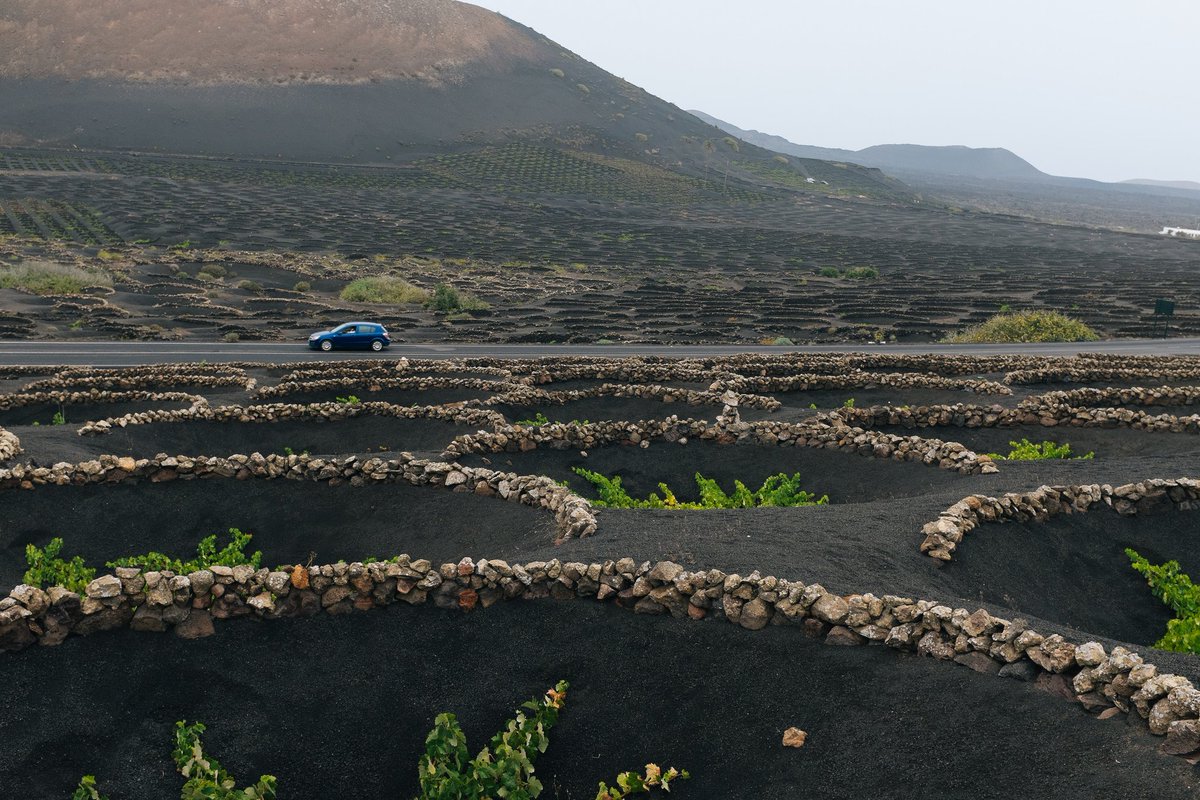 adaptrip's tweet photo. This is how vineyards look in Lanzarote 🍇🍷#CanaryIslands #wine @holyber @JETAR9 @EmocionesCan https://t.co/Tyd8N8jkic