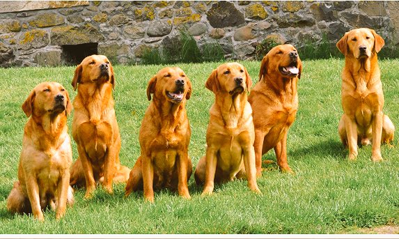 ShootingTimes's tweet photo. Mordor Gundogs are running our Instagram account for the week. Go to https://t.co/kYUj0Au0tL for the very best of Scottish gundog training https://t.co/vBqpAu7BET