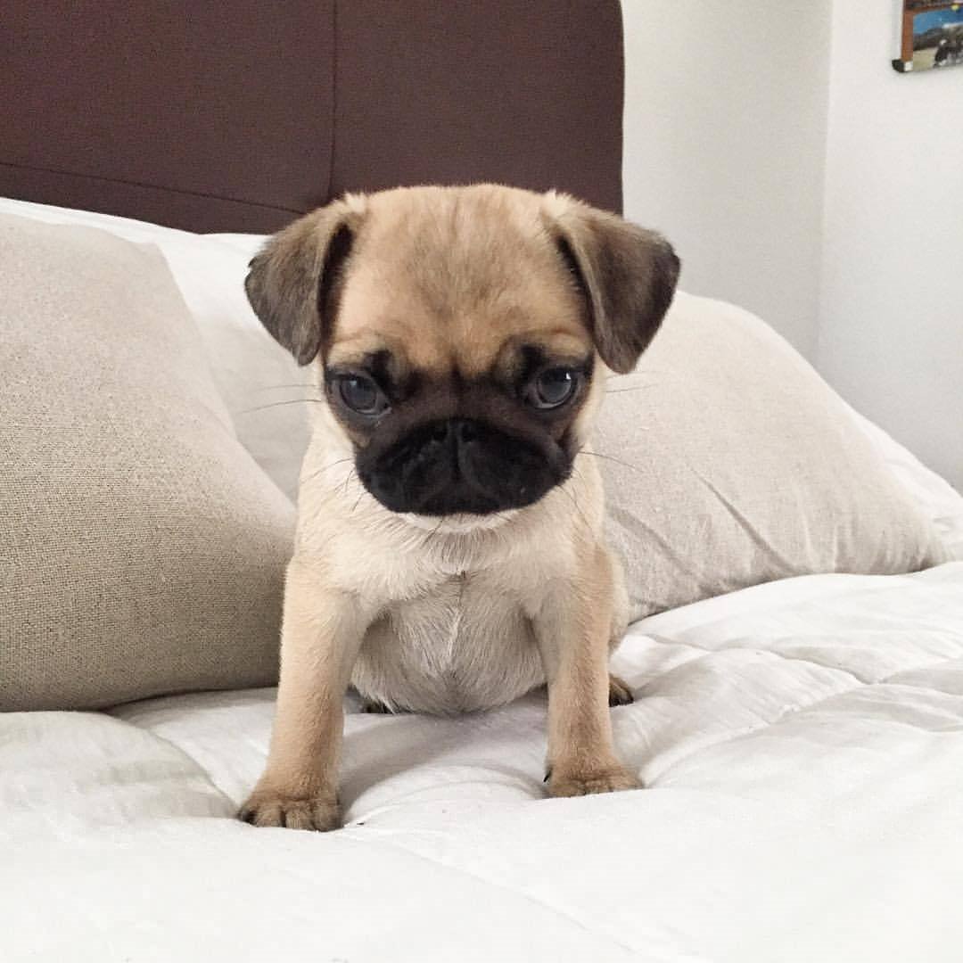 PugDailyClub's tweet image. I could spend the rest of my life with pugs 💘

#pugdaily #pugs #pug #cute #puglover