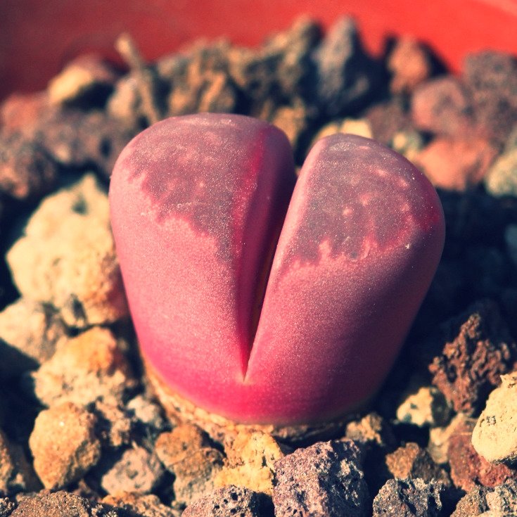 evrgrdn's tweet photo. Lithops red olive
#lithops #succulents #cactus #garden #plants #trees #herbs #vines #nature #flora #evrgrdn https://t.co/tx9oUAR90Y