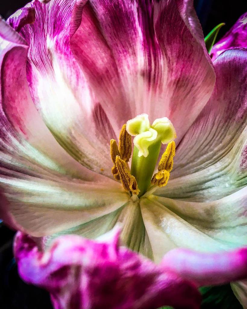 fotoboy62's tweet photo. The tulips sprung. .
.
.
.
.
#spring #flowerporn #garden #plants #plantsofinstagram #petals #stamen #pollen #flowergram #botanical #instafl… https://t.co/OXUQDnQo9z