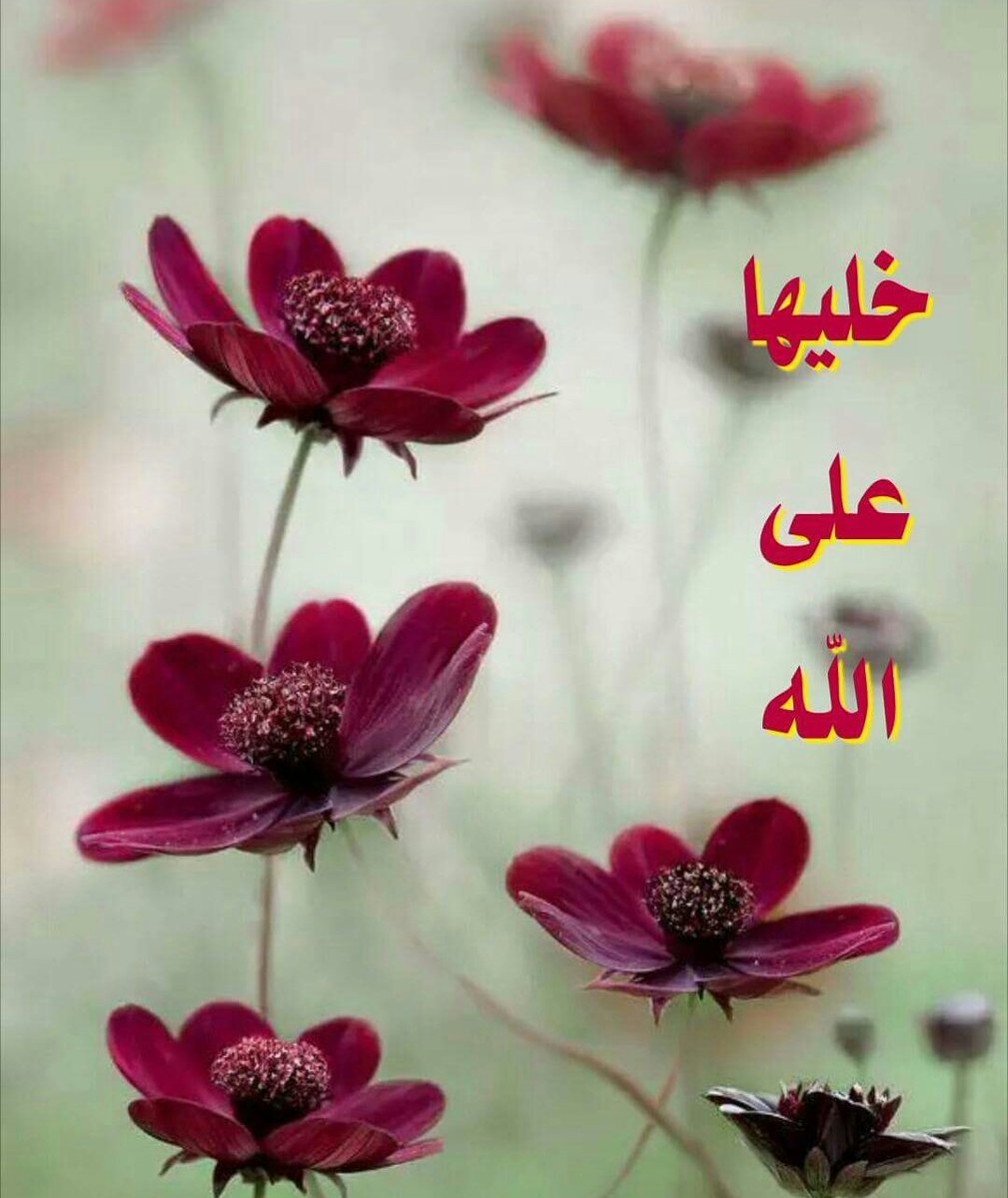 bintaboha198068's tweet photo. ستخضر الدروب إذا رضينا 
وينبت في يباب العمر زهرا 
ونحيا بعد كربتنا ربيعا
 كأن لم نذق بالأمس مرا
مساء التفاؤل https://t.co/2mWwg4Cnz0