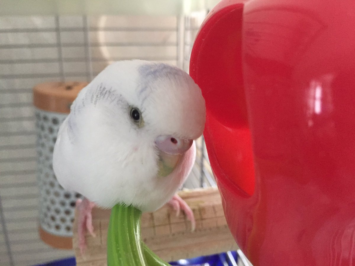 Tweet 超可愛い インコ 画像 動画まとめ Twitter インコ Naver まとめ