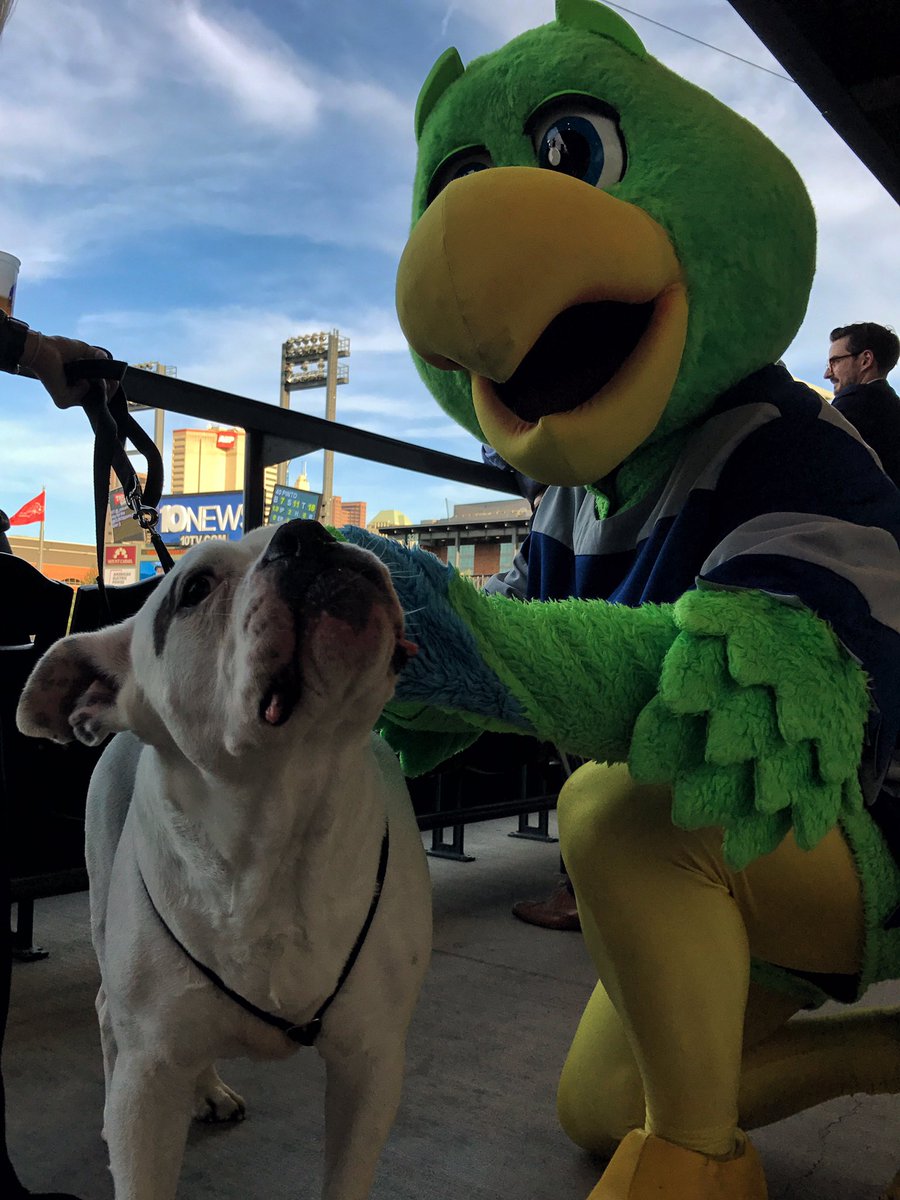 Dublin enjoying the sound of <a href="/_BigMatt/">Bigmatt</a> at the <a href="/CLBClippers/">Columbus Clippers</a> game! #puppypalooza