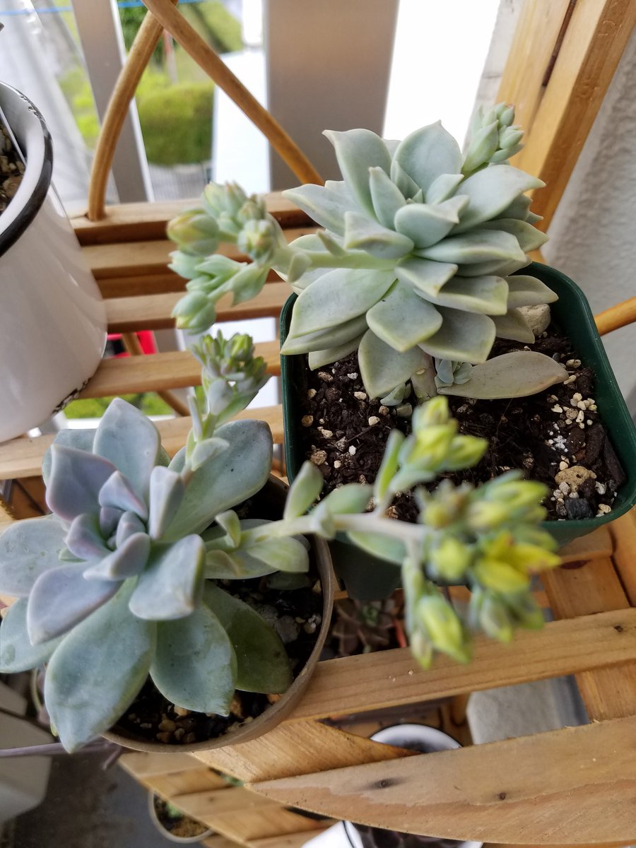 おれんじ Aitsu79 Twitter