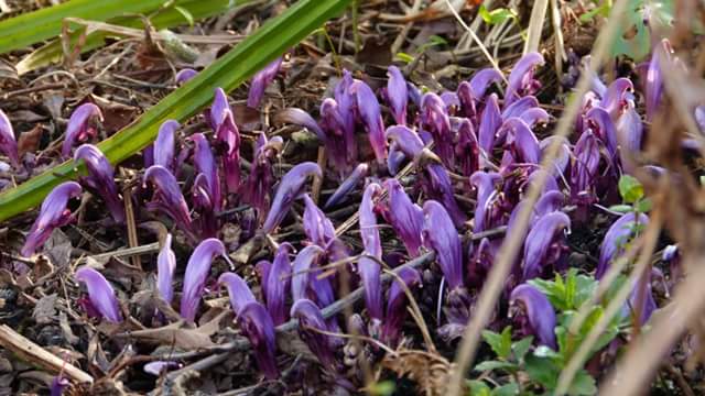 Voorjaar hier in de tuin, de Paarse Schubwortel - Lathraea clandestina. Verder zijn wij te volgen op facebook en op kwekerijdebeemd.nl