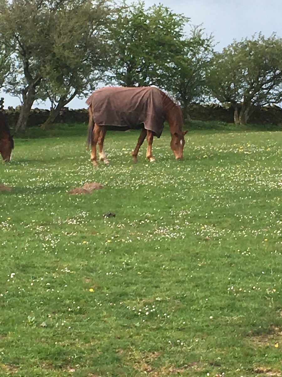 samOwen111's tweet photo. Fantastic horses @samOwen111 @GabbyKnight93 @Golden_castleRS https://t.co/Fc7wywWMTv