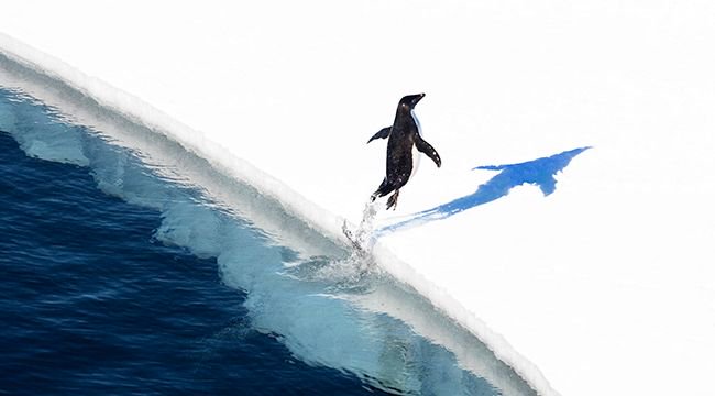 AntarcticaSouth's tweet image. Know your #pengiuns! Ever wondered what kind you are? Take the quiz to find out. buff.ly/2oHqXcc. #WorldPenguinDay