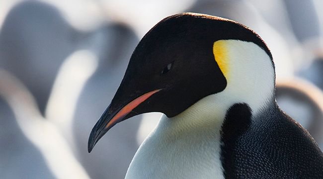AntarcticaSouth's tweet image. Know your #pengiuns! Ever wondered what kind you are? Take the quiz to find out. buff.ly/2oHqXcc. #WorldPenguinDay