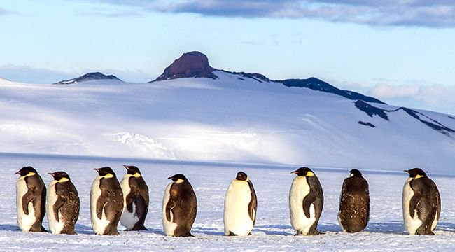 AntarcticaSouth's tweet image. Know your #pengiuns! Ever wondered what kind you are? Take the quiz to find out. buff.ly/2oHqXcc. #WorldPenguinDay